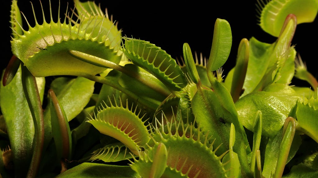 Photo of a group of Venus flytrap plants