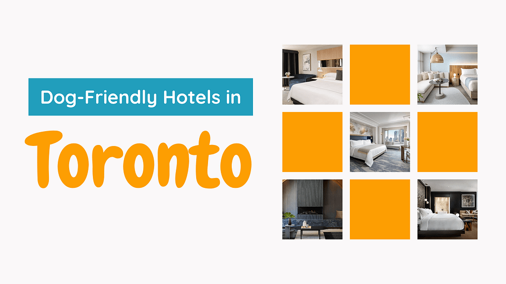 Dog-Friendly Hotels in Toronto Blog Banner with image previews of hotels discussed in section below