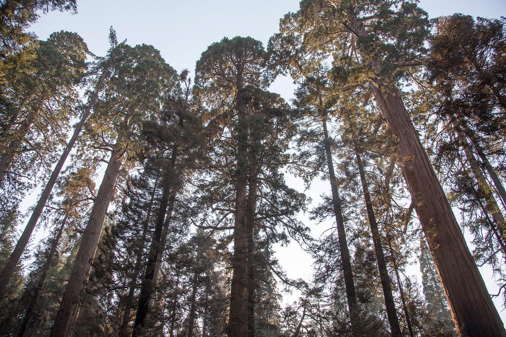 Sequoia Trees in the Sierra National Forest 