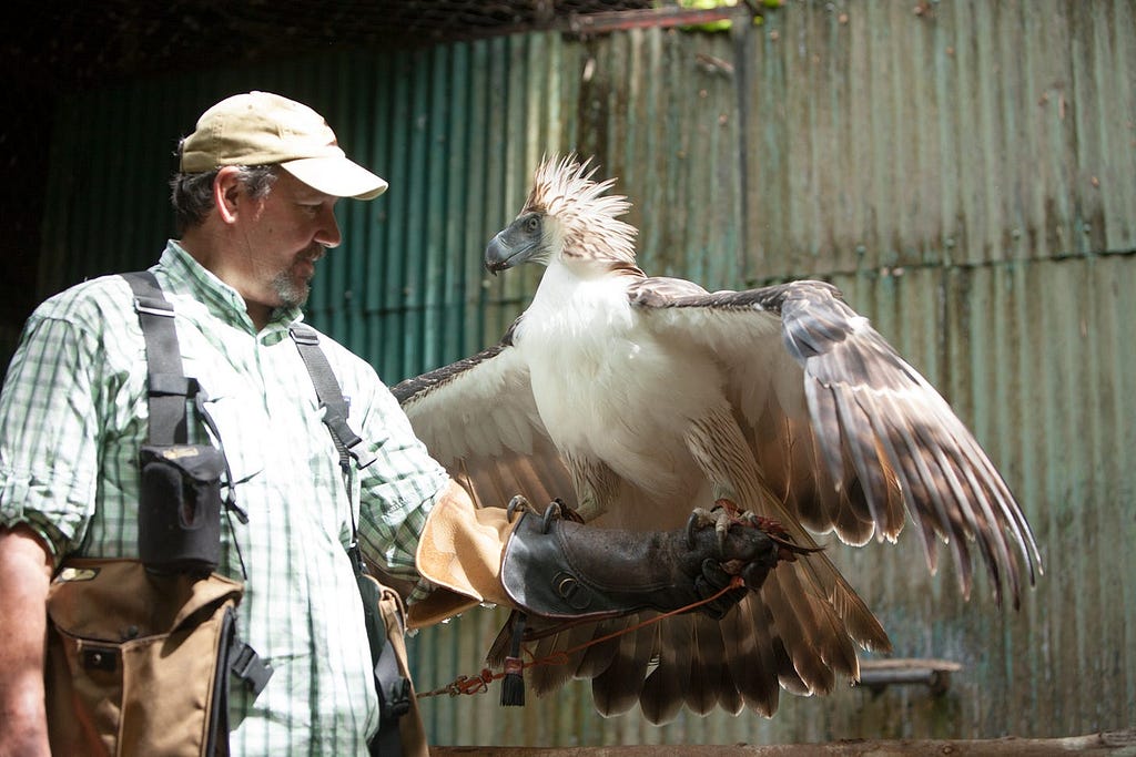 Joe training female Philippine Eagle using falconry for raptor conservation