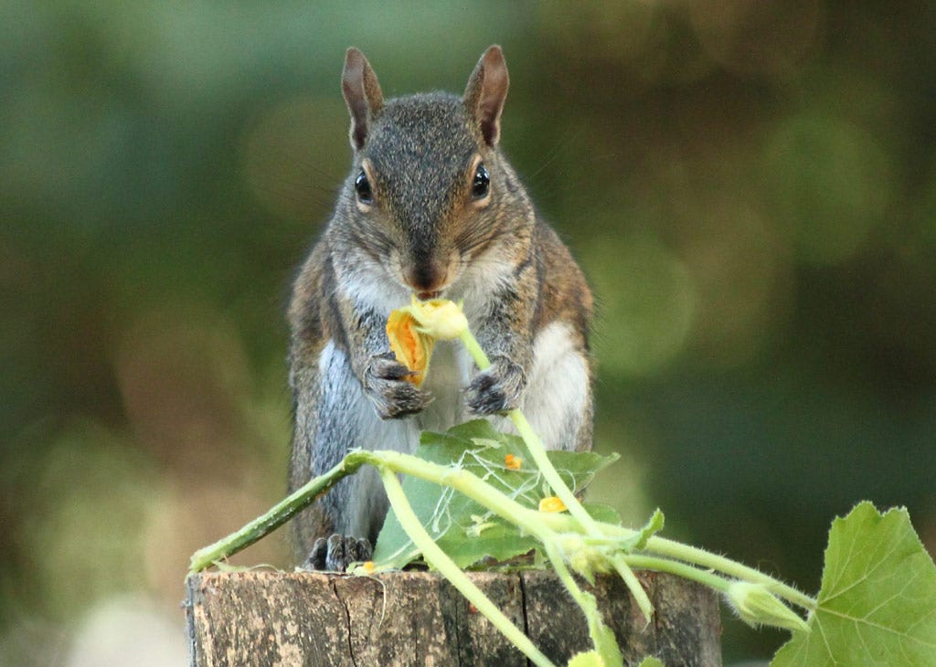 Do Squirrels Eat Lettuce? Unveiling the Truth!