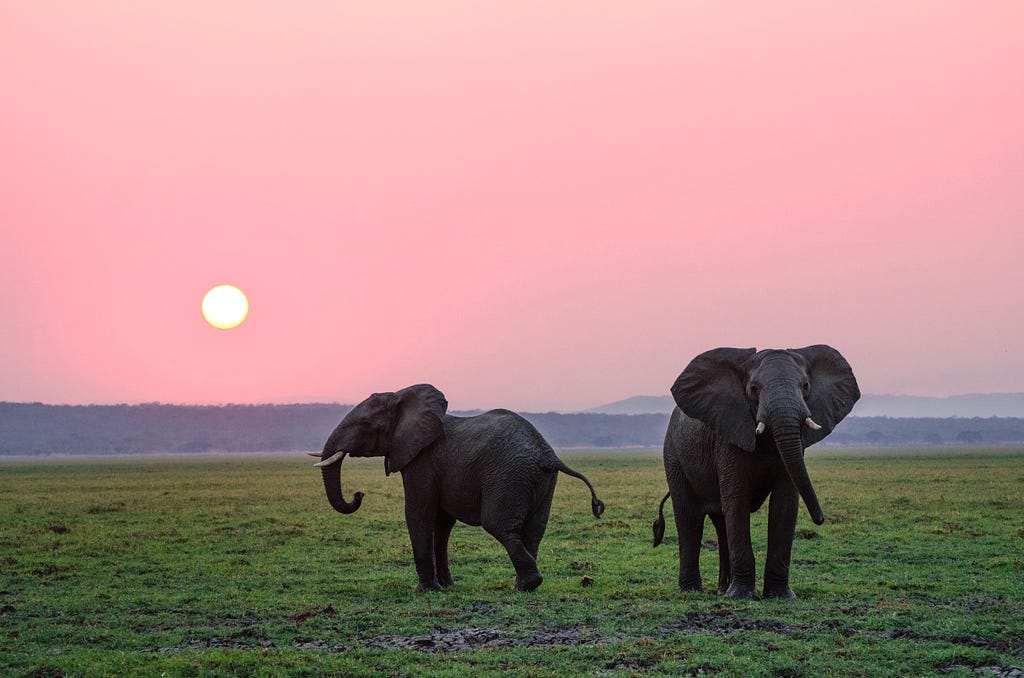 Two African elephants against a pink sunset.