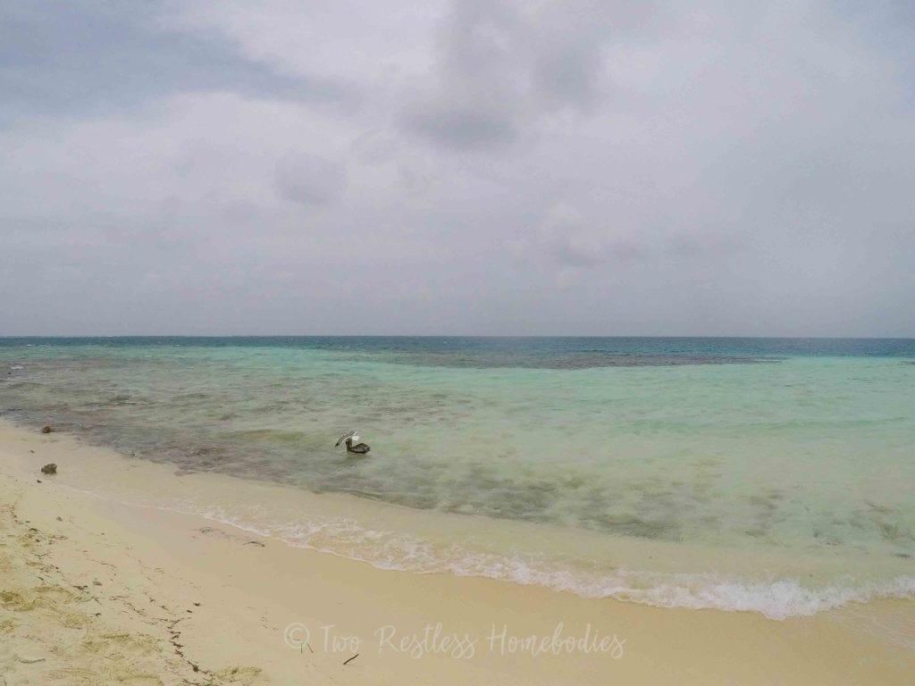 Silk Caye Belize coast seagull sitting on a pelican