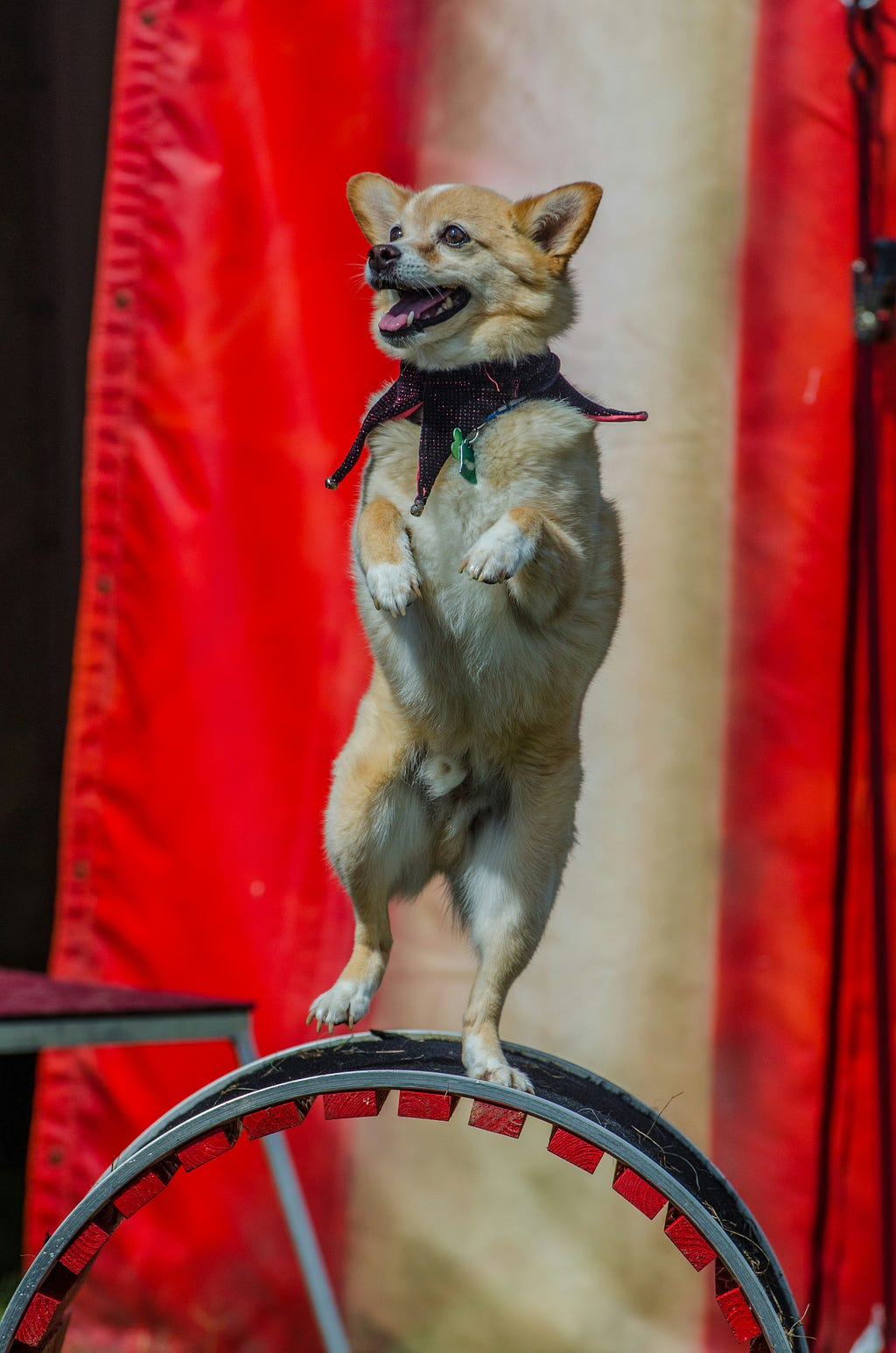 Little tan dog dancing on a wheel in a jester collar. Striped red and white curtain in the background.