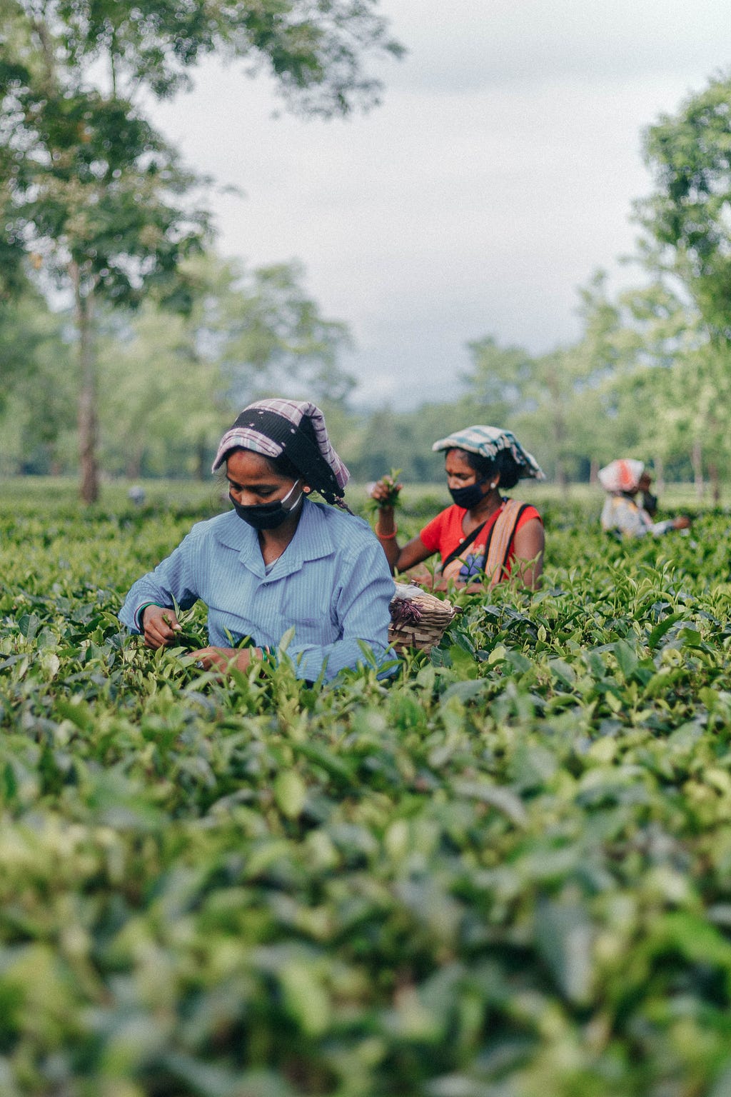 Assam tea estates with workers