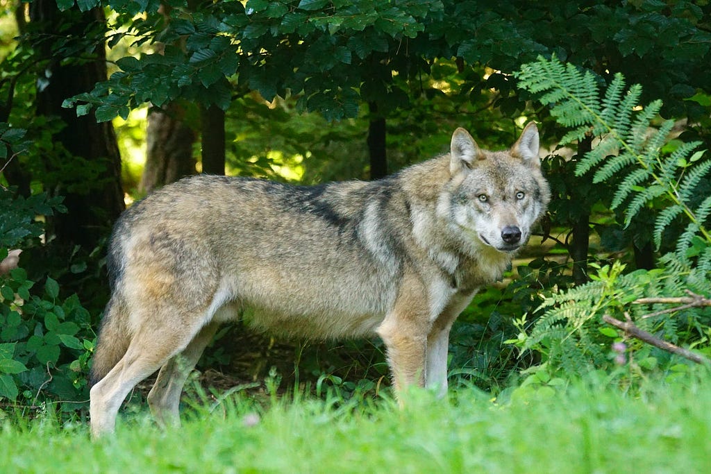 Grey wolf staring ahead in front of a lush green forest