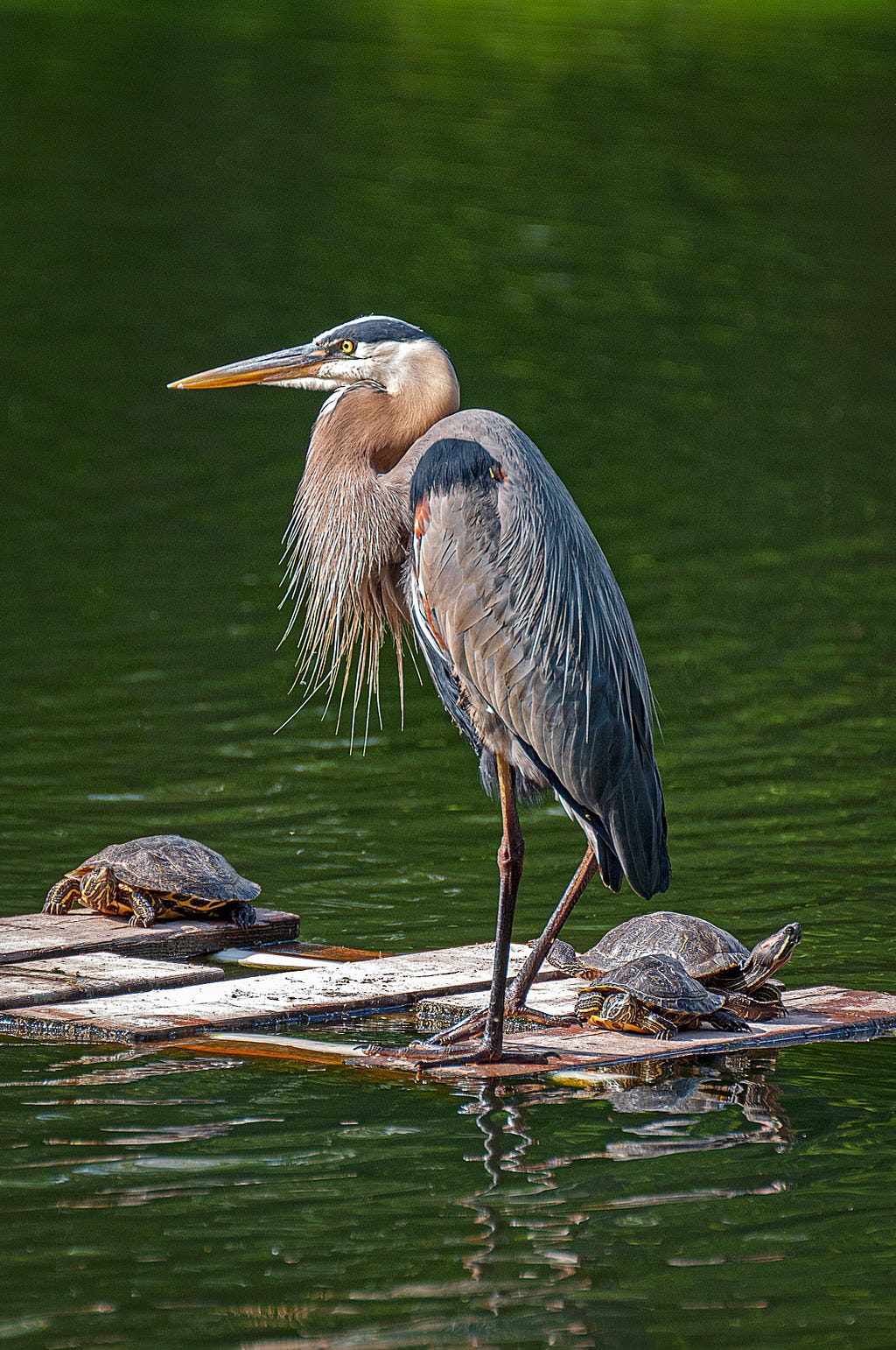 the image is that of a water bird and two turtles on a piece of drift wood. The water bird is looking quite displeased while the turtles seem to be looking for the best spot to get off