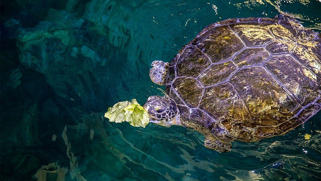 Do Turtles Eat Lettuce? Unlock the Diet Secrets!