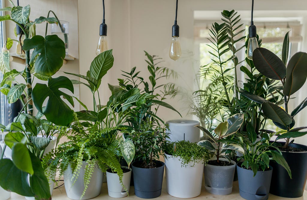 indoor plants home decoration