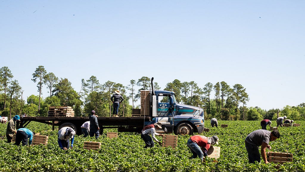 A group of farm workers pick strawberries in Fort Valley, Georgia.