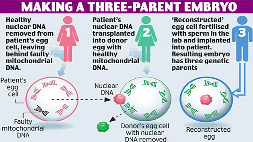 Making a 3 parent embryo