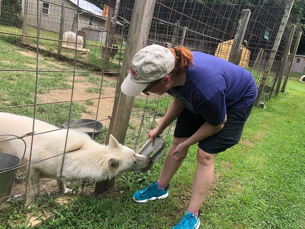 A staff member bends over to feed a wolfdog who leans out to greet her from inside an enclosure.