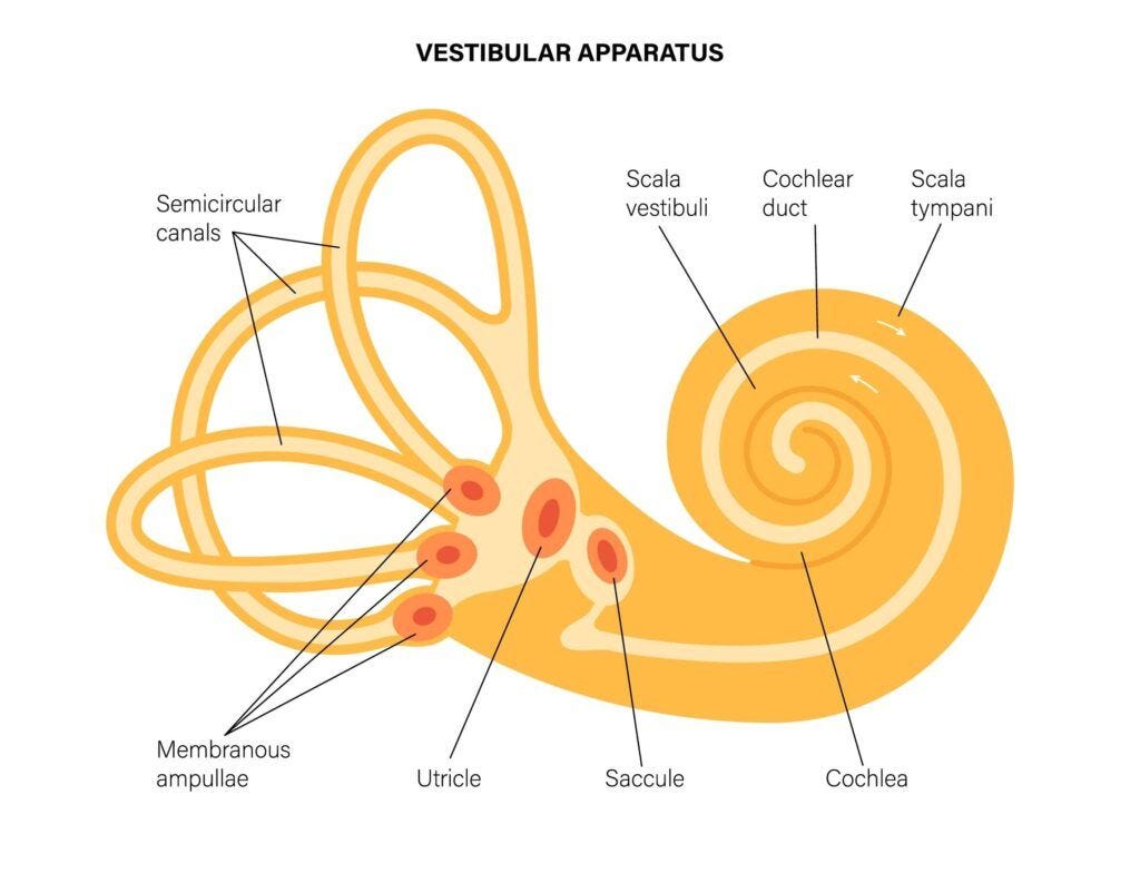 The vestibular system and related anatomical structures of the inner ear.