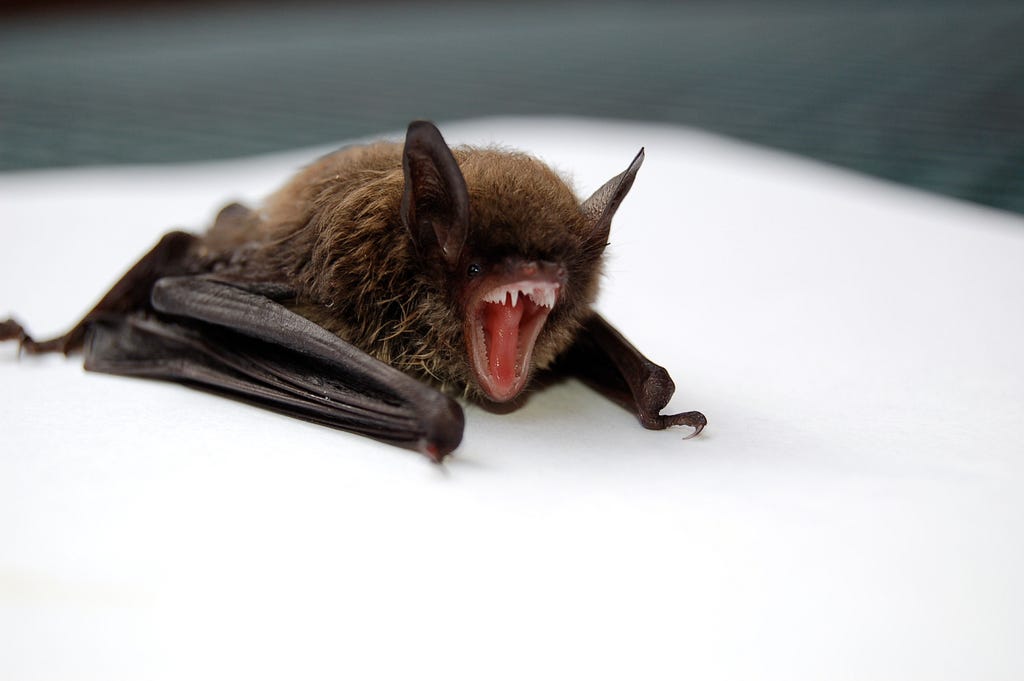 A bat sits on a white tile seeming to screech with its mouth wide open