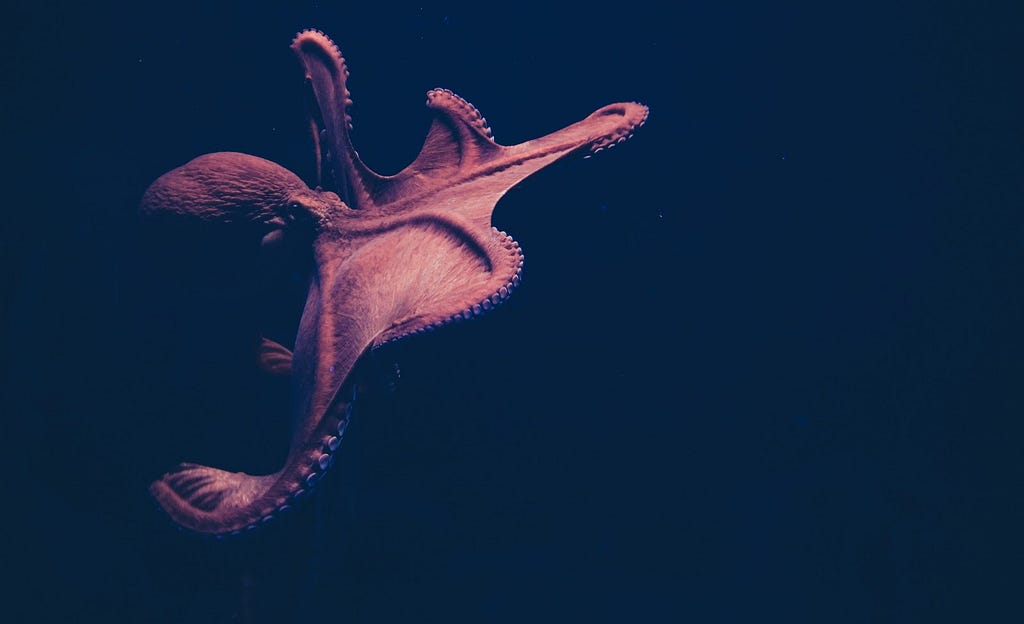 Pink octopus floating in dark water