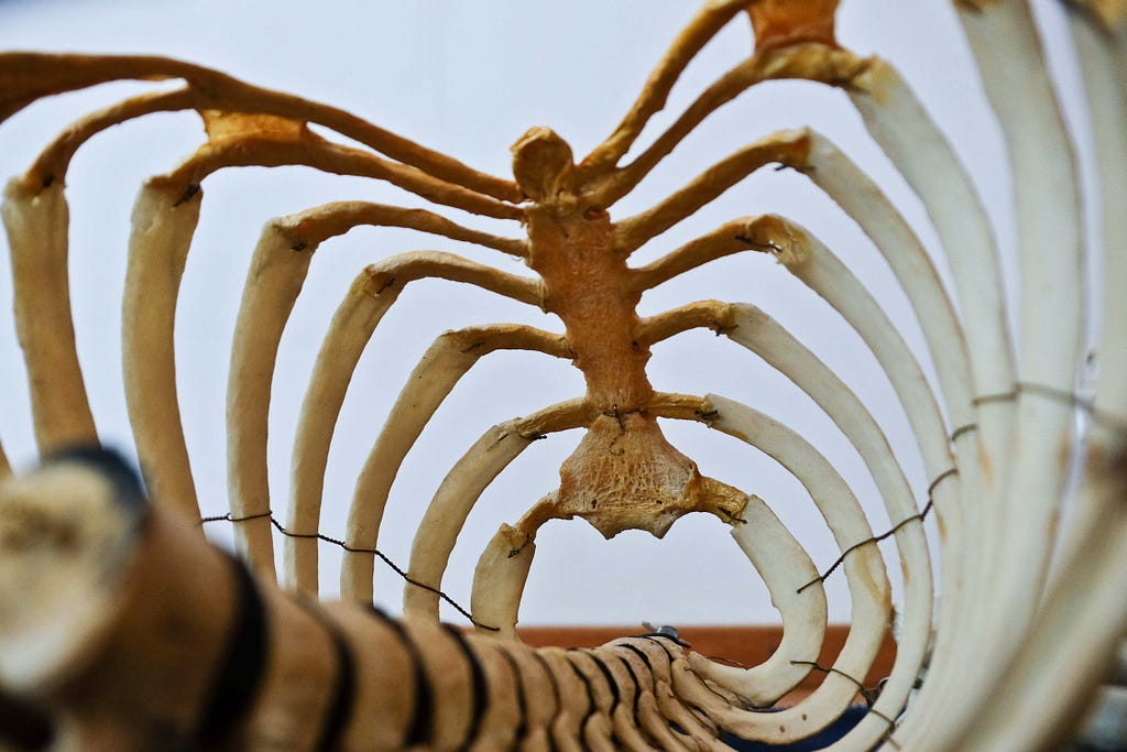 Inside view of ribcage bones