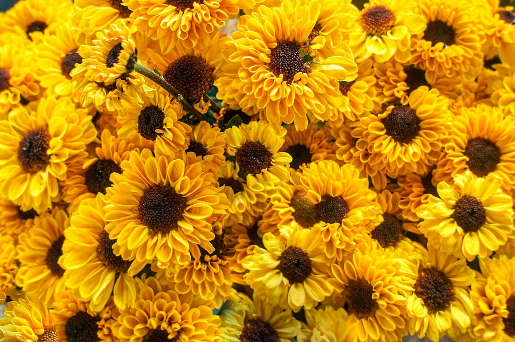 A group of yellow sunflowers