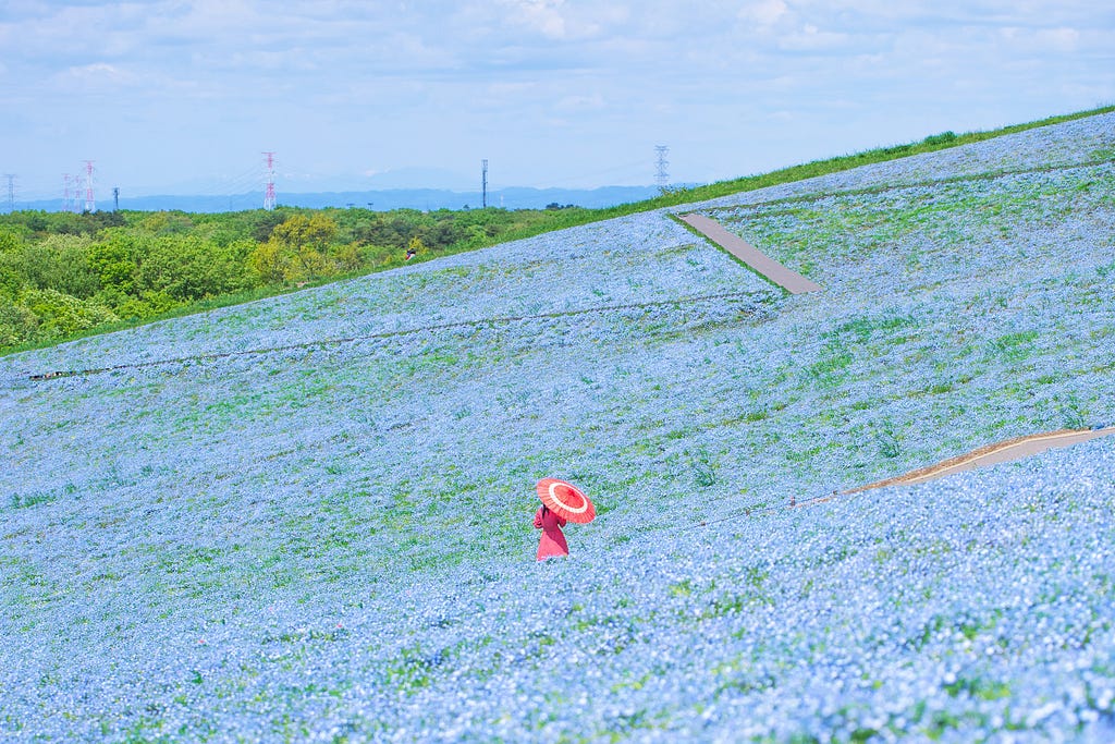 A girl in red dress walking through a hill filled with blue nemophila flowers in Hitachi Seaside Park, Ibaraki.