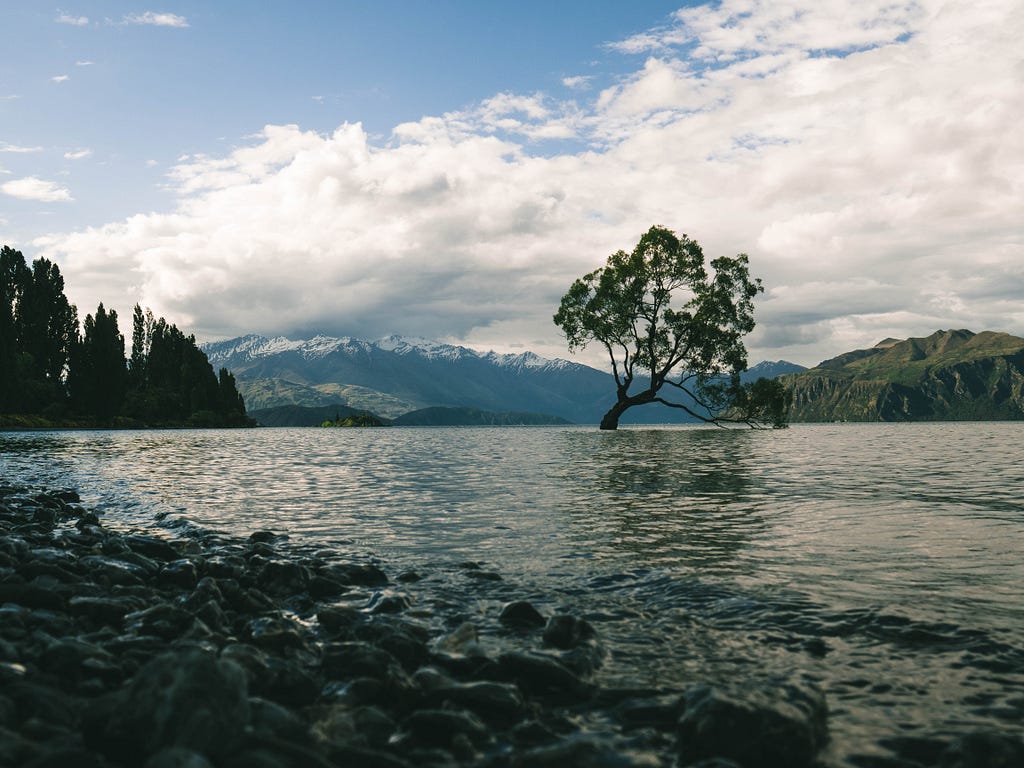 A tree planted by a stream of water