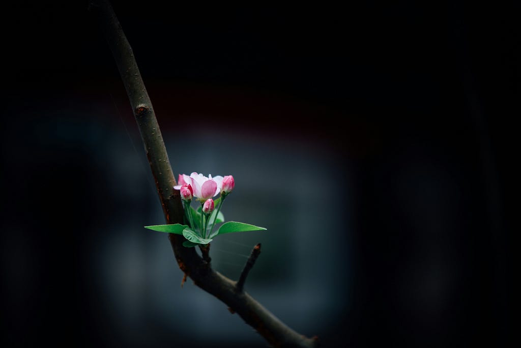 A flower on a tree branch