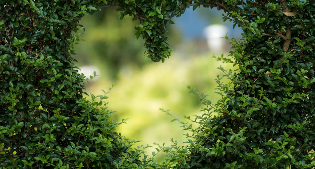 Heart shape cut out in hedges