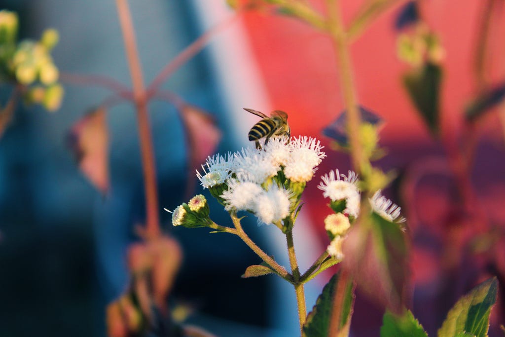 [Image description: A honeybee on white wildflower with a blurred red and black background]