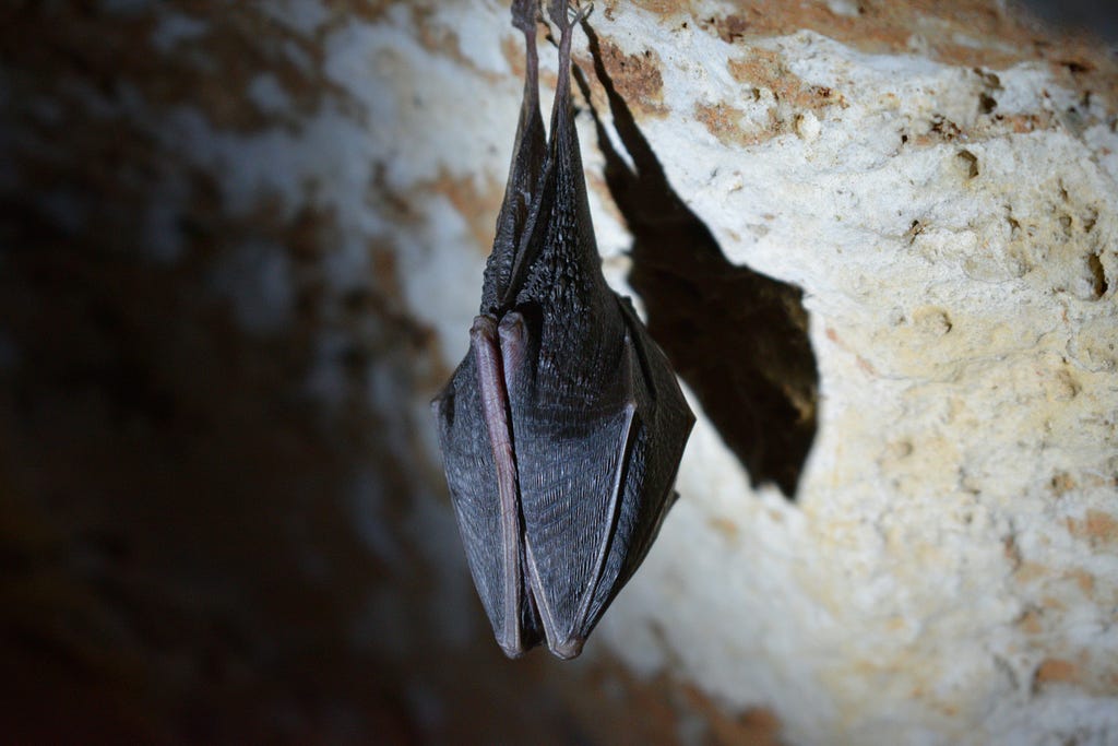 A bat hanging on top.Bat cave of pokhara.