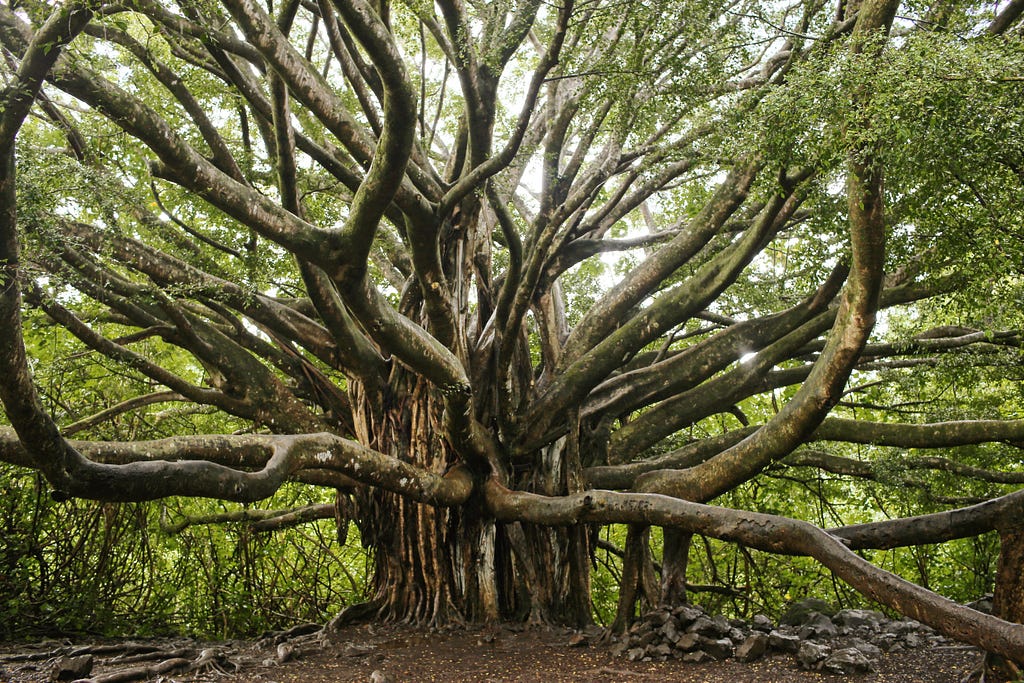 Image of a tree with many branches