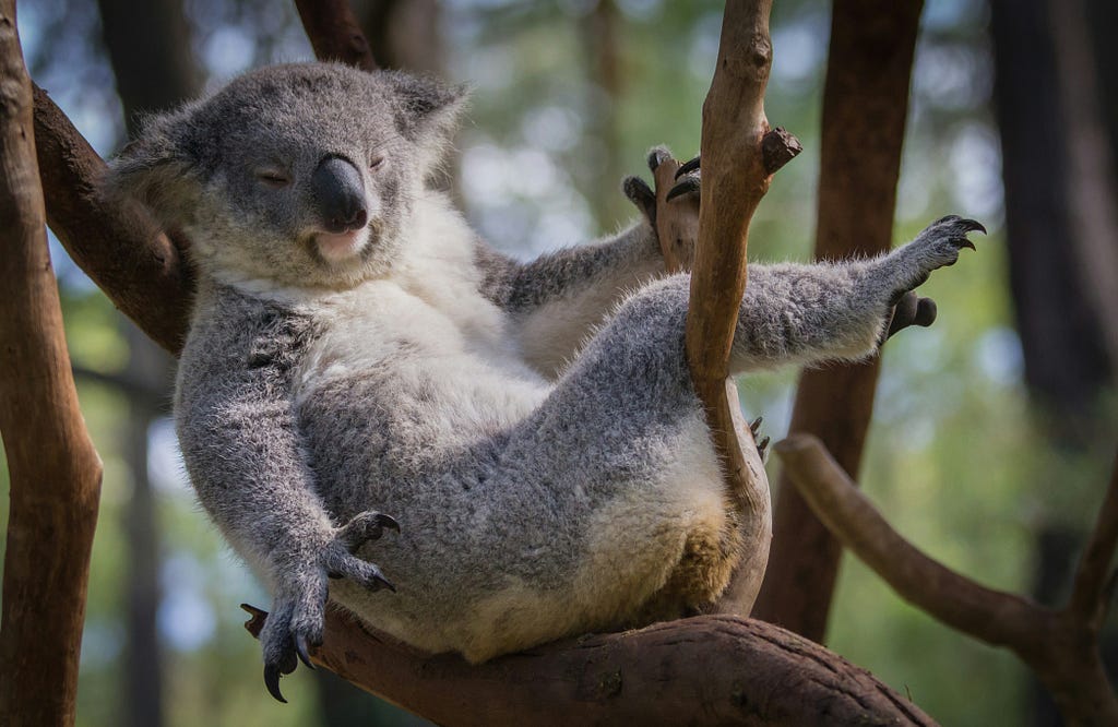 Maybe koalas being lazy too are onto something