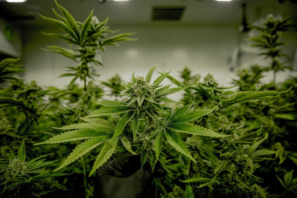 Some cannabis plants growing inside a large white room