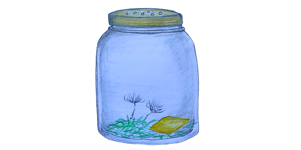 Sketch drawing of a jar made with graphite and colored pencils. There are holes poked in the lid of the jar. Inside the jar is grass, a bit of American cheese, and two fluffy dandelion seeds.