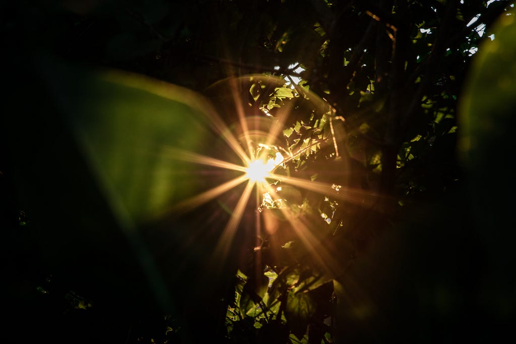 A dark photo filled with dark leaves, backlit with a starburst of light, breaking through the heavy leaves in beautifully ornate sphere with spokes of light and a bright centre.