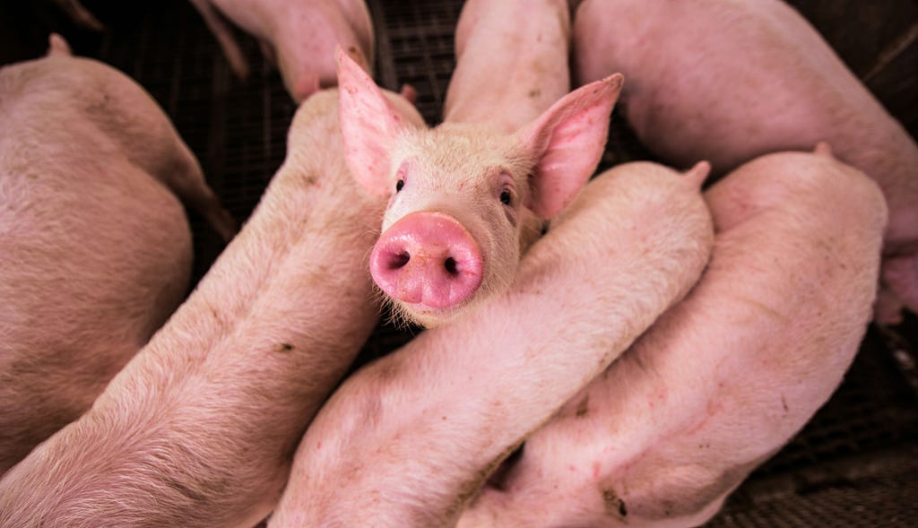 A pig crammed into a cage with six other visible pigs looks up at the camera.