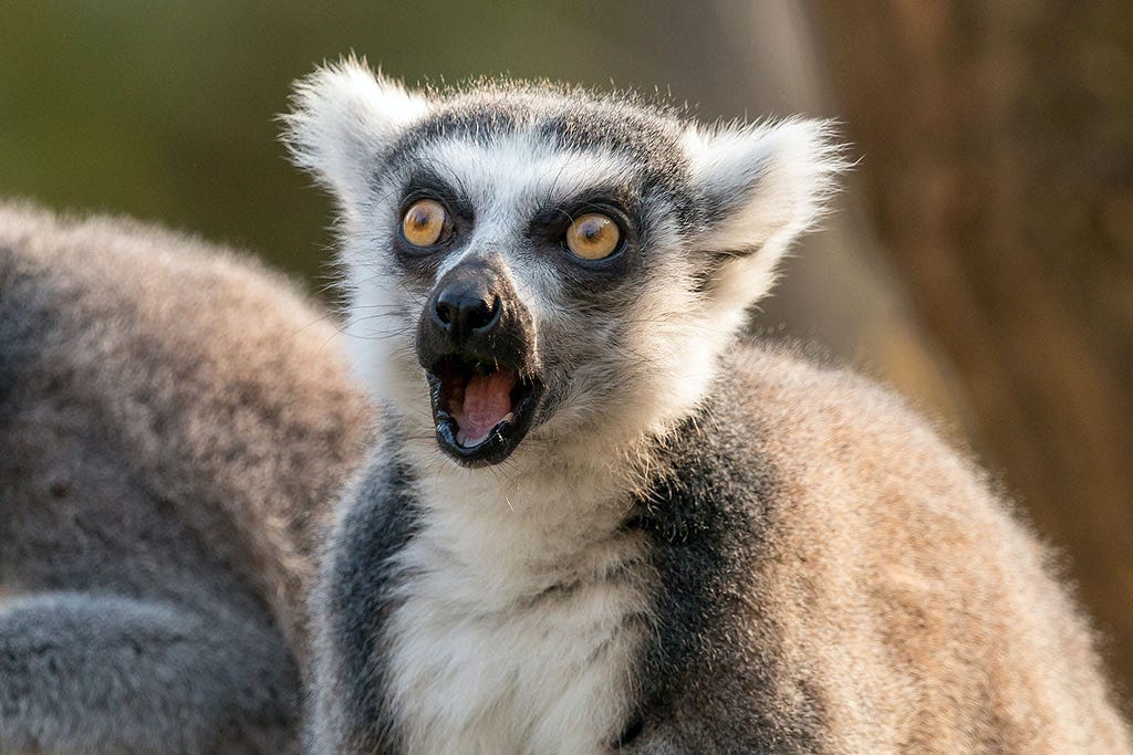 A surprised ring-tailed lemur with wide yellow eyes, open mouth, and prominent black and white facial markings set against a blurred natural background.