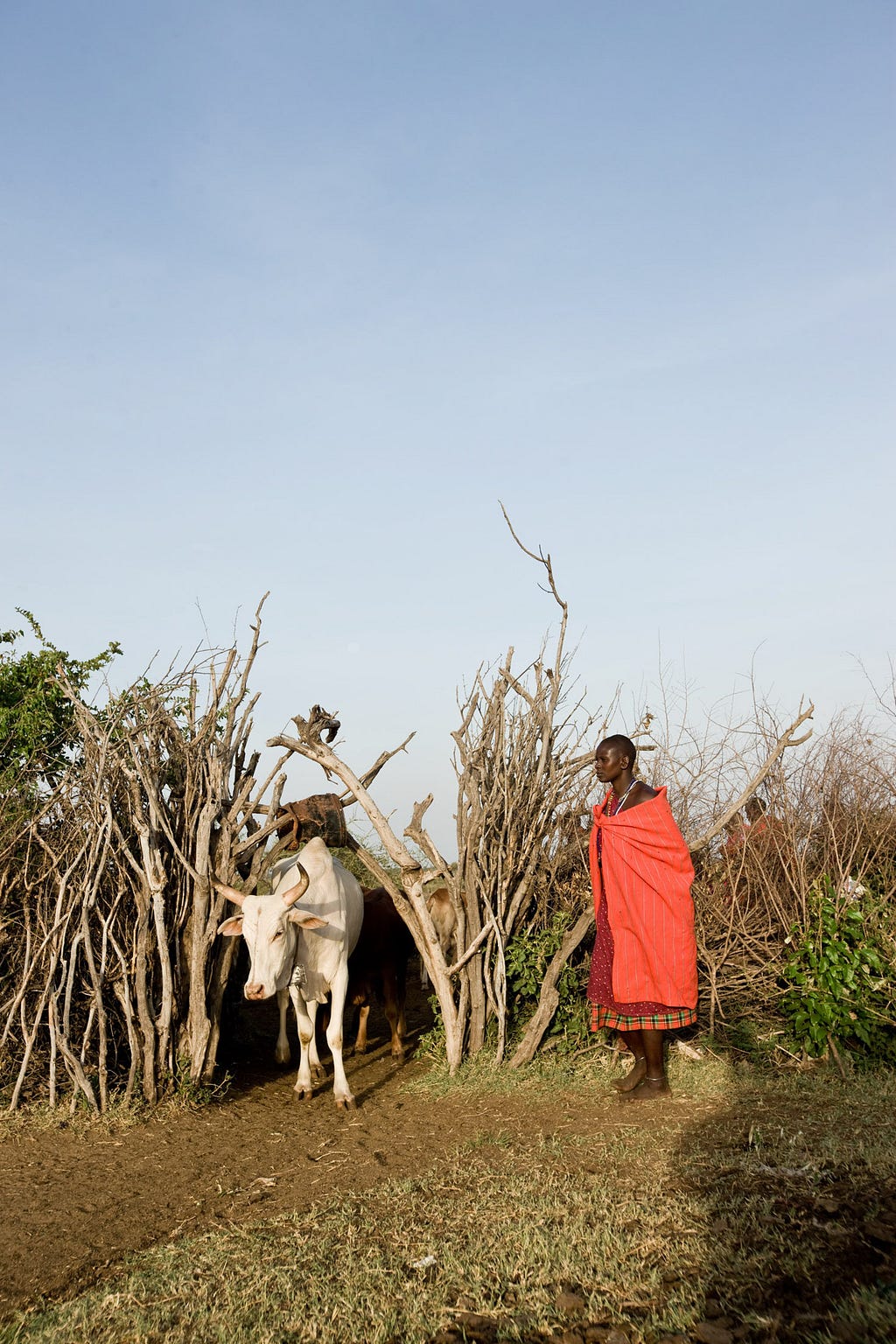 The traditional Maasai diet consists of meat, milk, and blood from their prized cattle. Livestock is kept safe from predators overnight in thorny enclosures called boma.