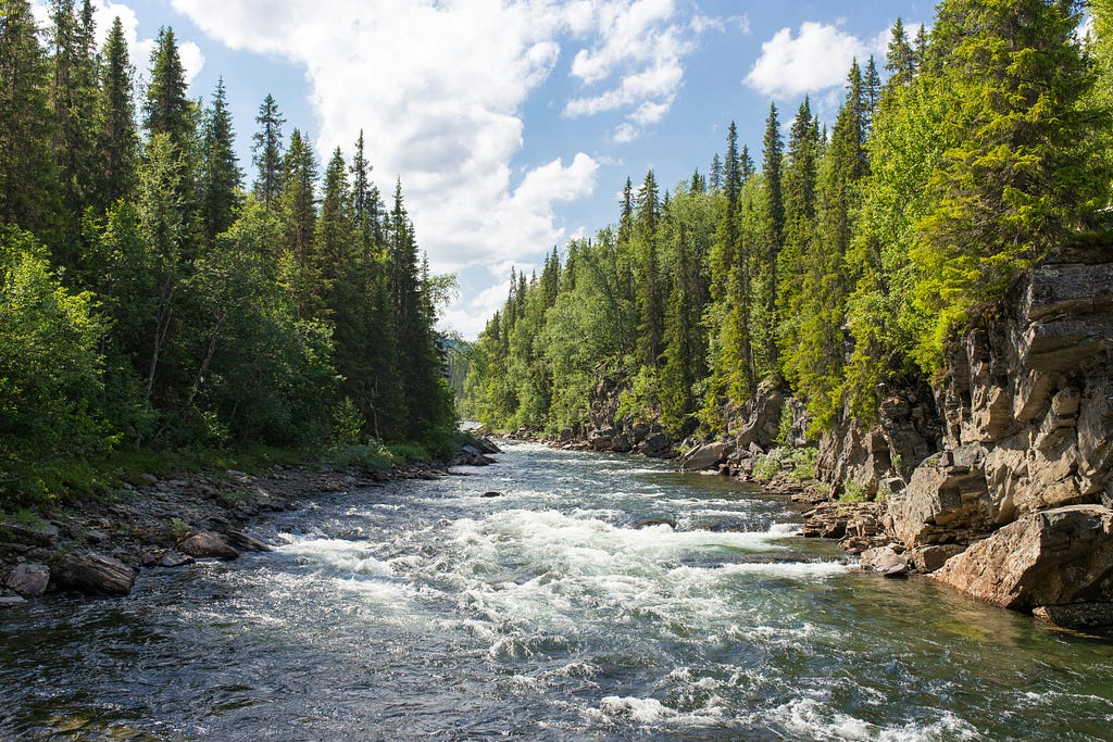 a stream running between beautiful green fir trees