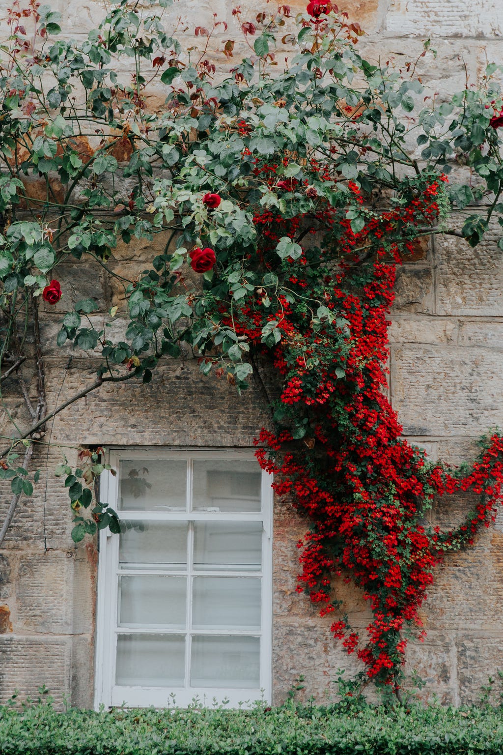 Climbing plant with red flowers around a wall.