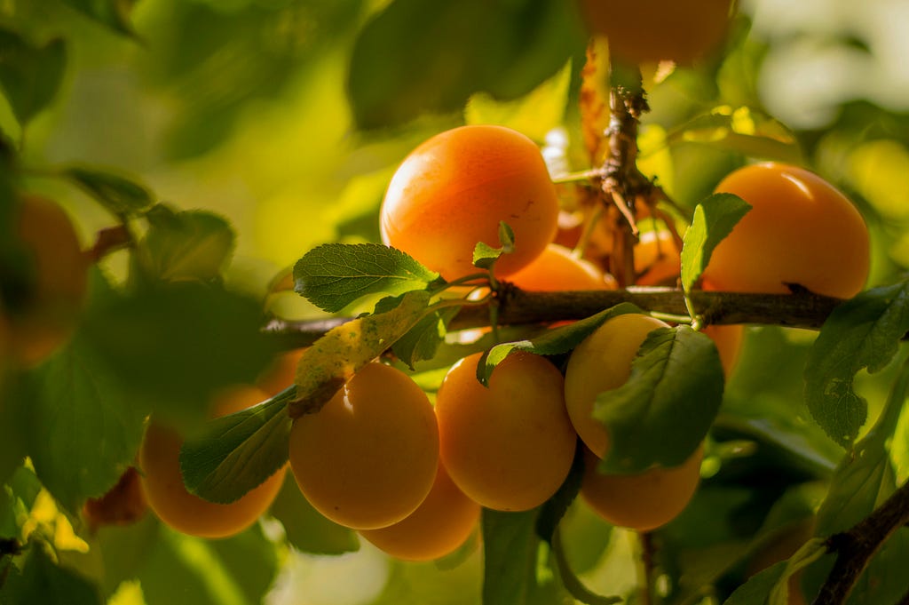 Yellow apricots growing thick on a branch