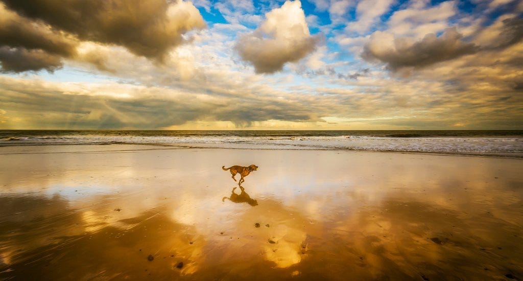 A dog running along the seashore under blue sky and white clouds