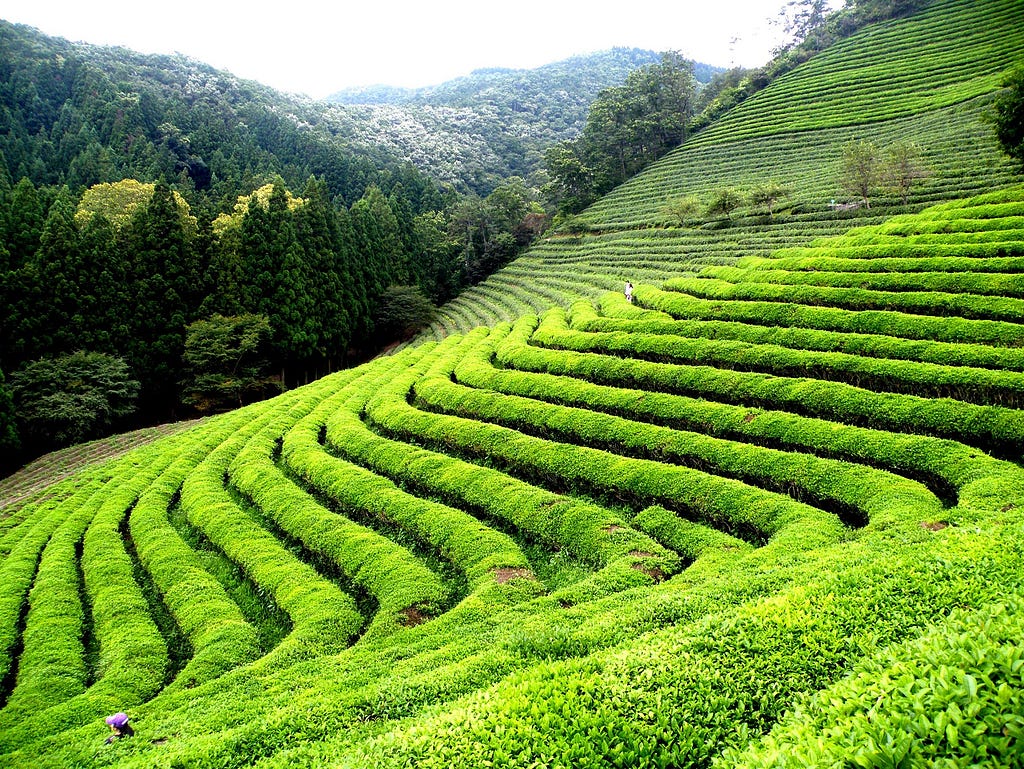 Tea-Garden