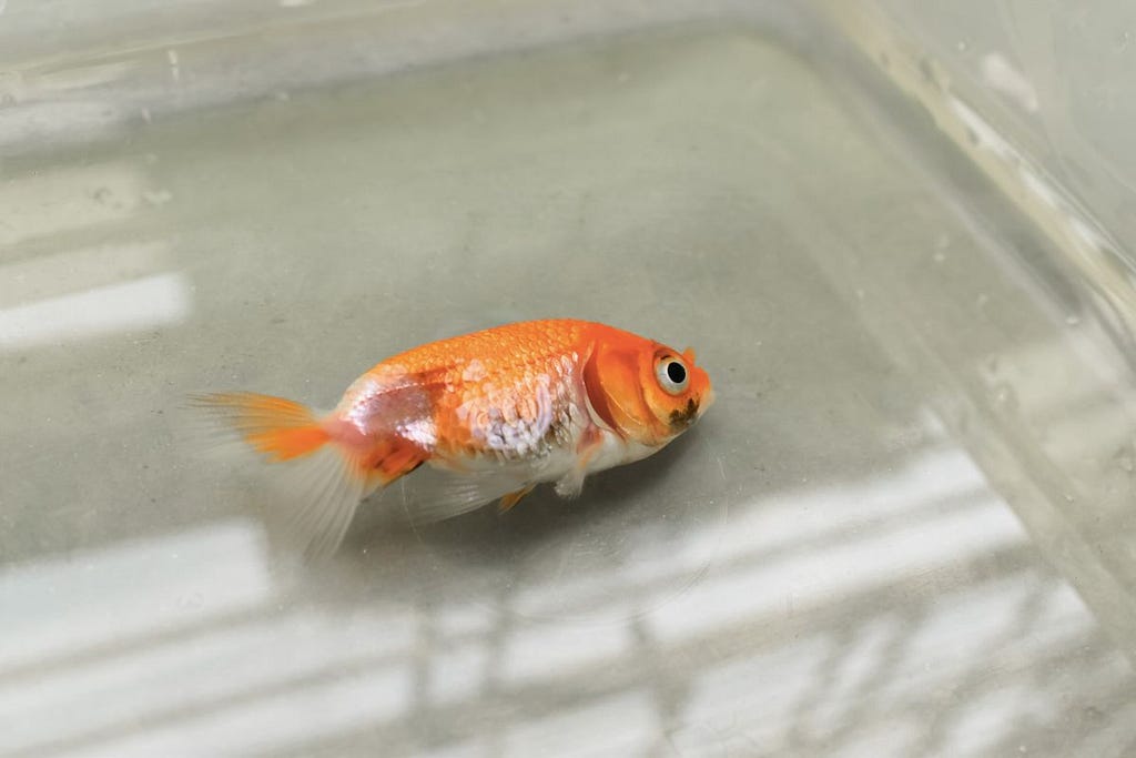 Swim Bladder Disease in Bettas: Symptoms, Causes, Treatment