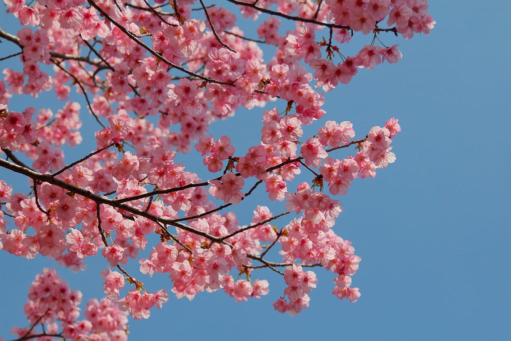 Peach flowers in Nagasaki Peach Park.