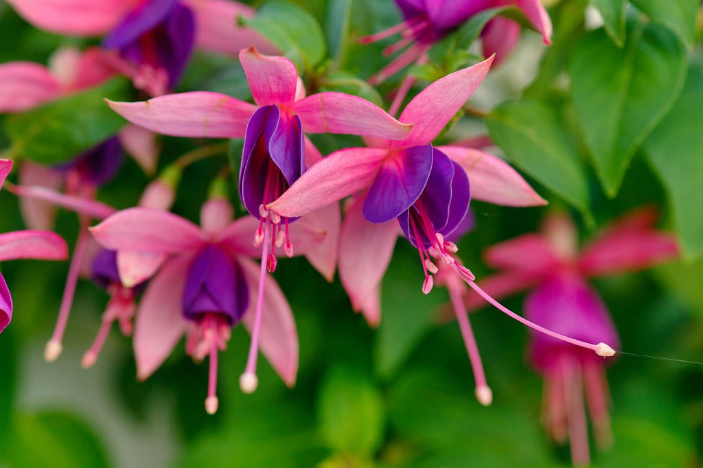 Purple and pink flowers hanging from a bush