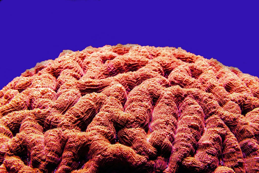 Brain coral