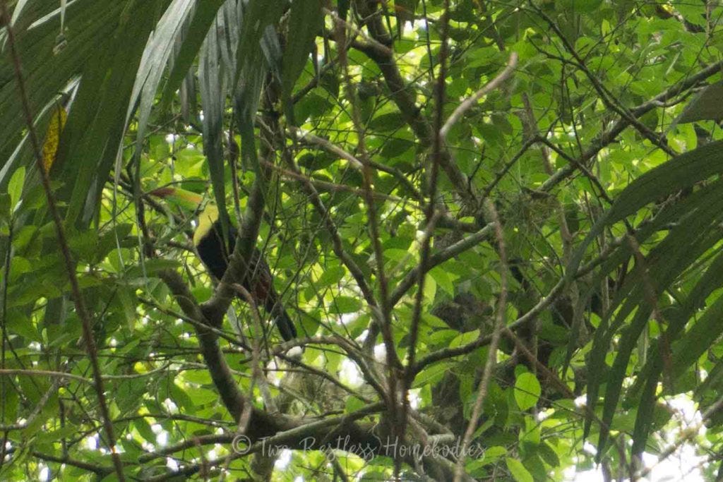 Caves Branch bird watching keel-billed toucan