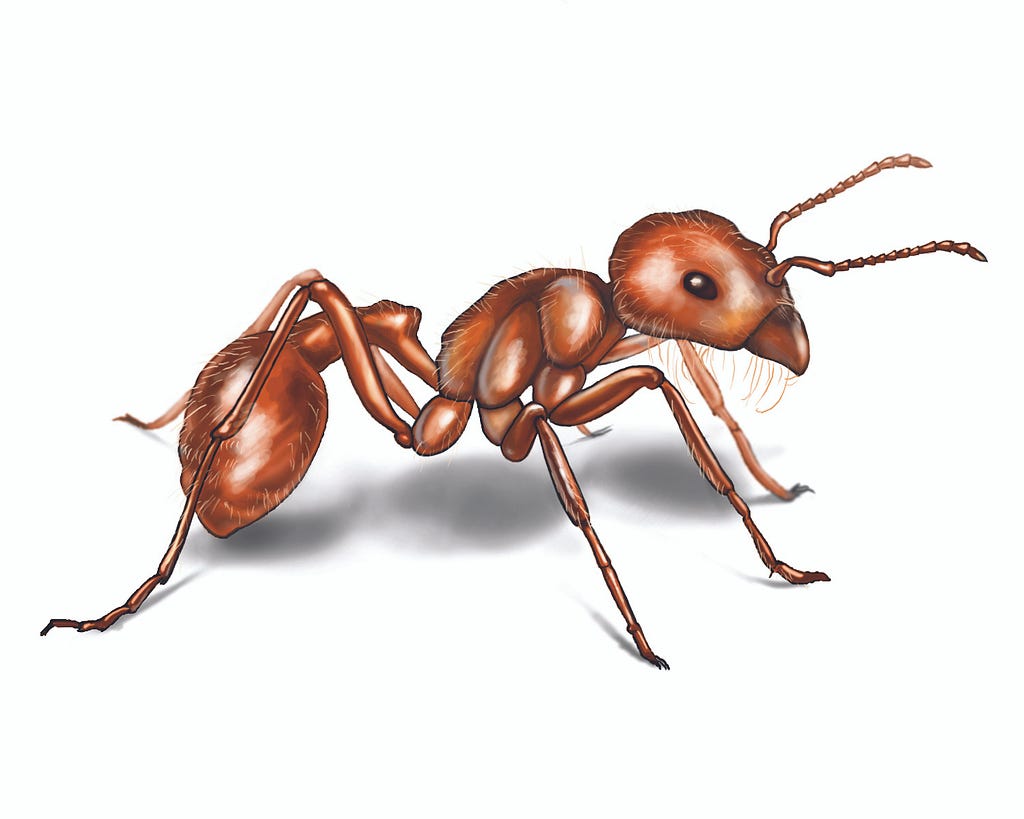 Harvester Ant