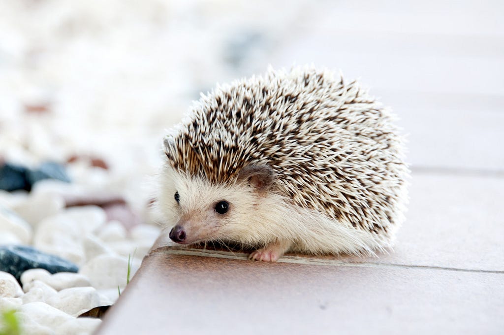 A photograph of a small hedgehog on an outside step. The hedgehog has a salt-and-pepper coloured top half of spines, and a pale underside. It has two black eyes, a little snout, and one paw visible stepping forward.