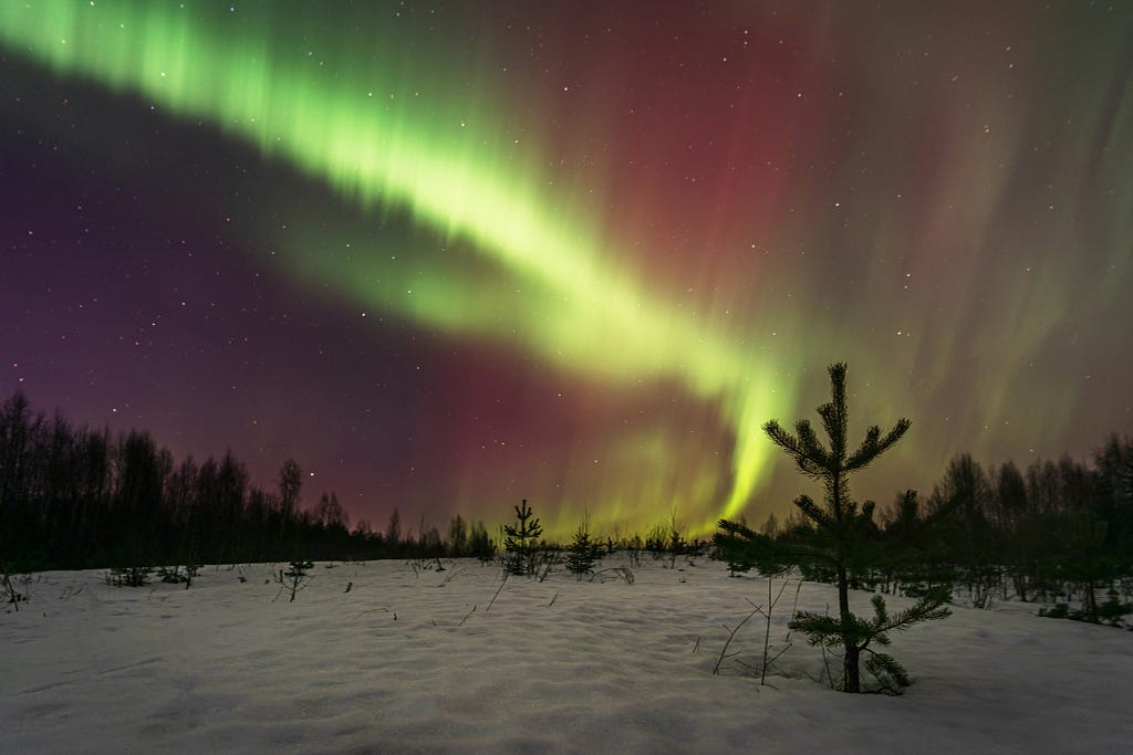 A vibrant display of the Northern Lights with streaks of green, purple, and red over a snowy landscape with young pine trees under a starlit sky.