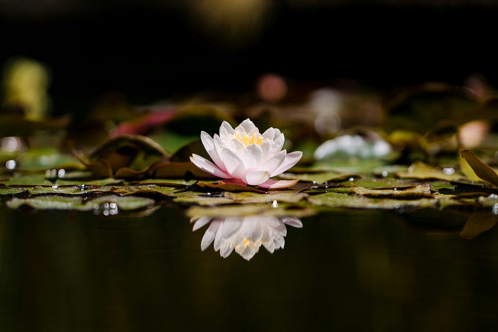 A lotus flower blossoming on the pond.