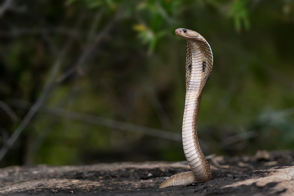 Asian cobra standing with hood spread